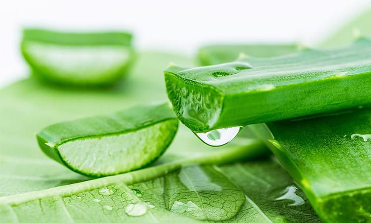 Lợi ích của nha đam đối với sức khỏe và sắc đẹp